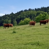 Bukowiec - Klina Hike, fly już było.