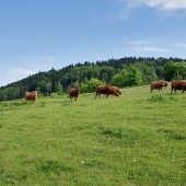 Bukowiec - Klina Hike, fly już było.